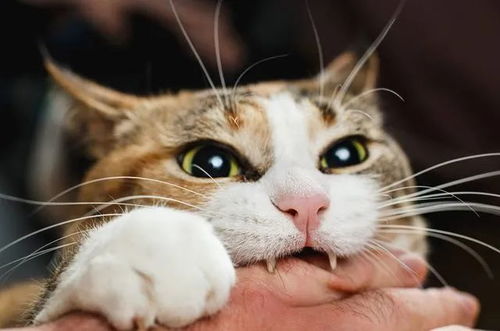 宠物猫老了怎么处理
