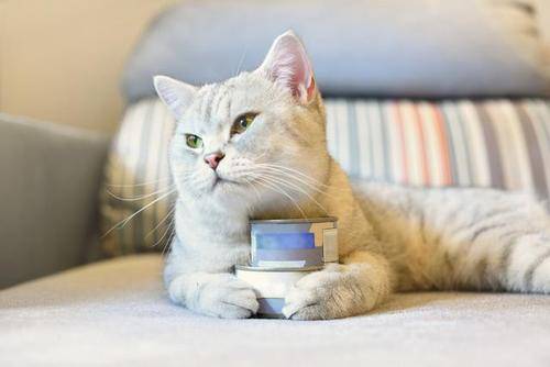 宠物猫怎么去虫