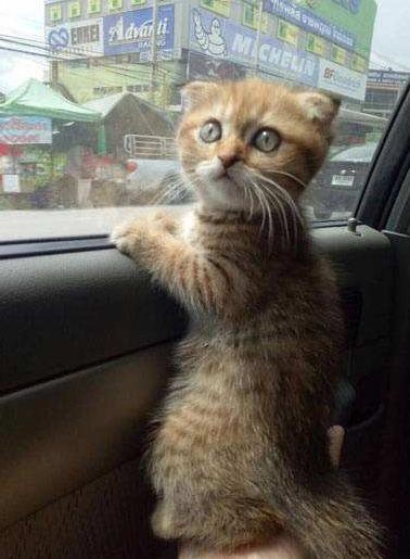 怎么寄宠物猫回家