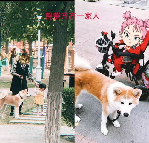 宠物狗爸爸妈妈怎么养的