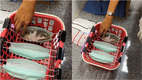 宠物猫小口罩怎么用