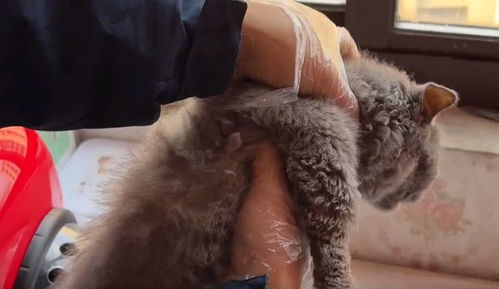 宠物猫包包怎么安装