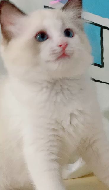 布偶幼猫多少钱一只