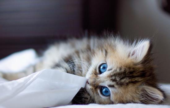 宠物猫应该怎么养
