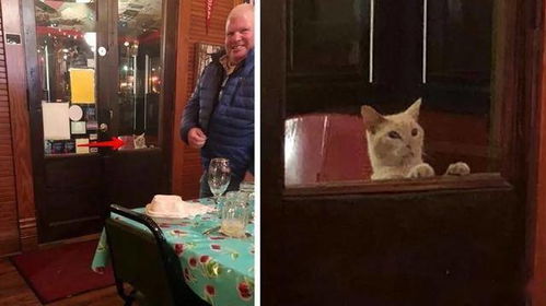 酒店怎么带宠物猫回家