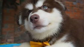 小宠物狗微型犬怎么养好