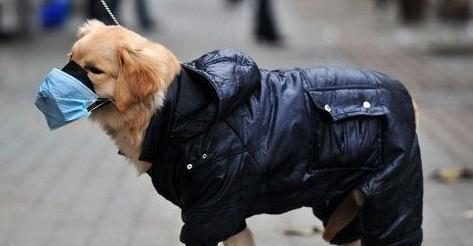 幼犬吃云南白药吃多少