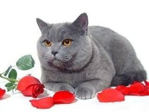 宠物猫平时怎么养