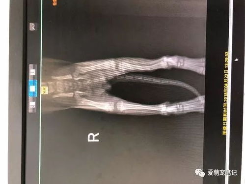 小猫骨折了多少钱