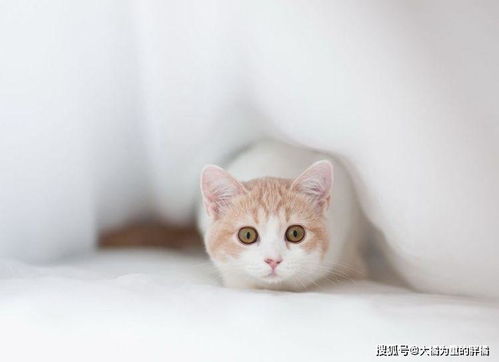 有三个小孩怎么养宠物猫