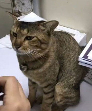 宠物猫脑袋怎么包扎