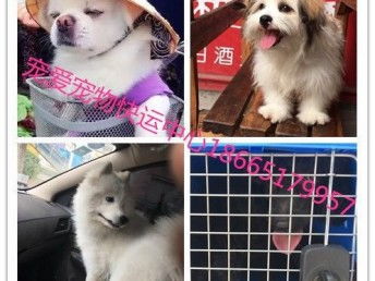 宠物狗怎么样运输快递呢