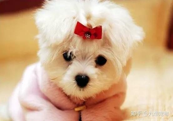 狗的运费要多少钱