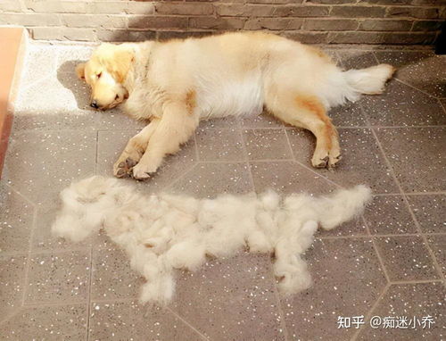 宠物狗金毛掉毛怎么办