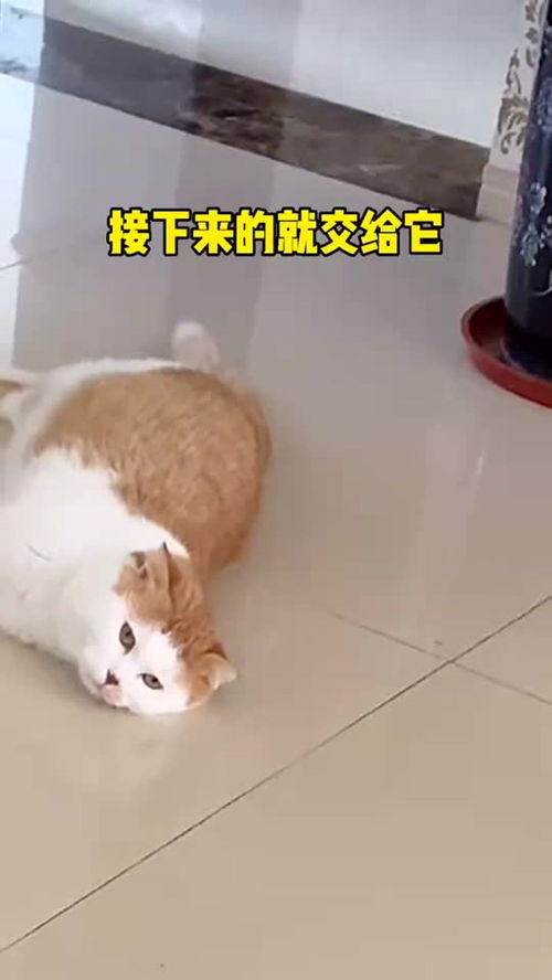 不喜欢的宠物猫怎么办呀