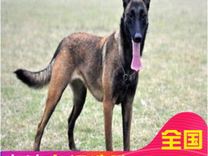 马犬怎么训成宠物狗的呢
