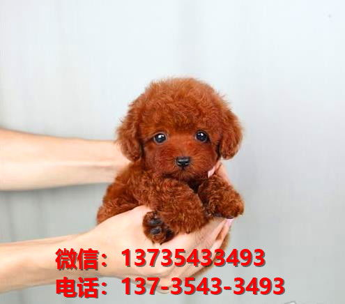 宠物狗贵宾犬怎么养胖的