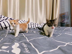 怎么寄运宠物猫