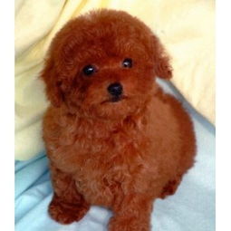 玩具泰迪犬多少钱