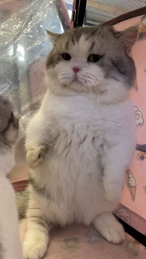 怎么捏迷你小宠物猫