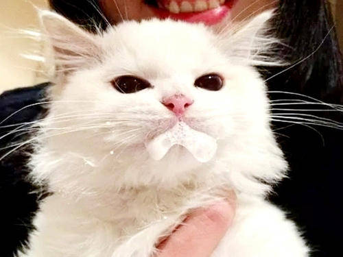 宠物猫一直呕吐怎么办