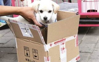 宠物猫怎么包装发快递