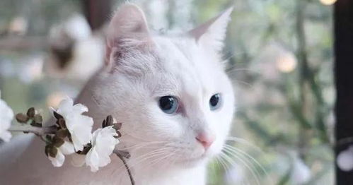 宠物猫怎么喜欢流眼泪