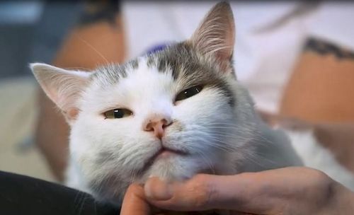 怎么不让宠物猫不叫