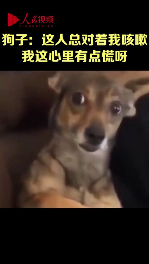 故意压宠物狗怎么办啊