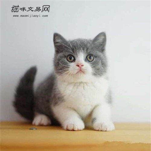 英短蓝白猫多少钱