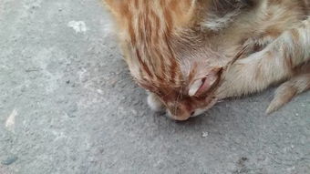 宠物狗猫眼部肿了怎么办