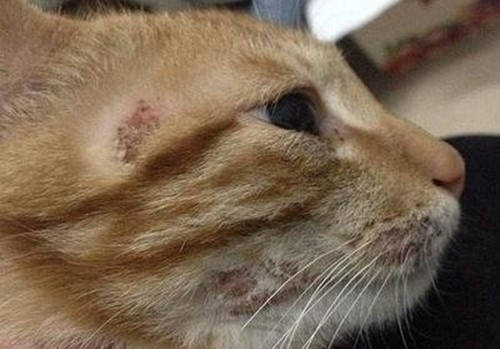 宠物猫怎么得猫藓