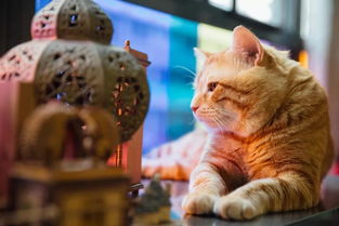 宠物猫离家怎么生存的