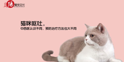 宠物猫呕吐怎么治疗