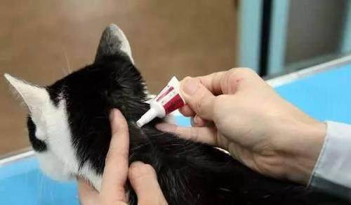 宠物猫驱虫怎么打药