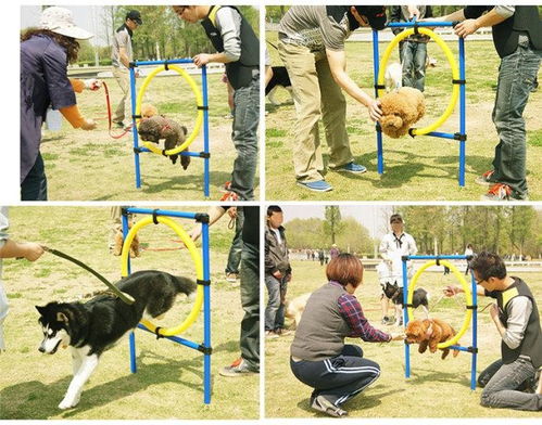 宠物狗猫怎么训练大小便
