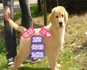 天意家养宠物狗怎么样啊