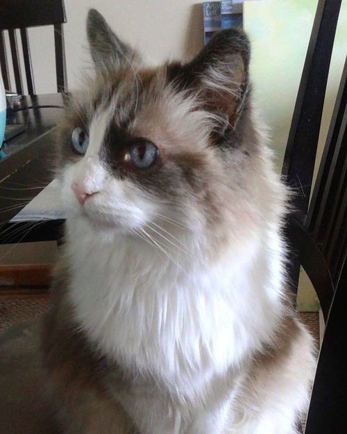 宠物猫买回家怎么养