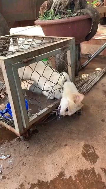 宠物狗笼子怎么打开门的