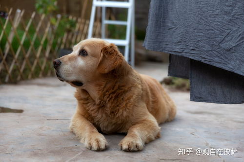 宠物狗户外很脏怎么办啊
