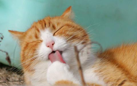 怎么与宠物猫聊天交流