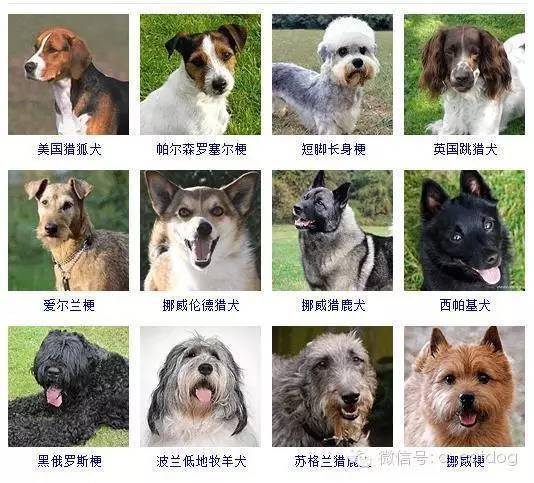狗狗有多少个品种
