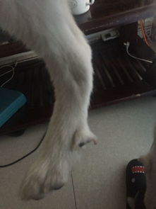 宠物狗爪子长了怎么办
