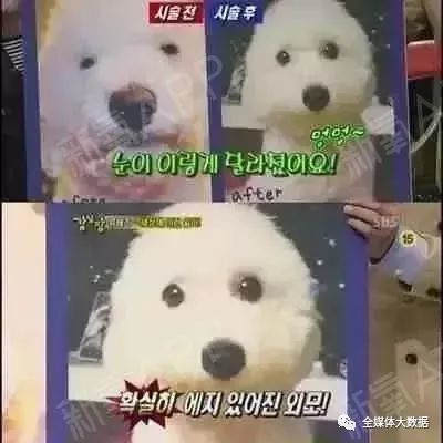 宠物狗整形怎么样做好呢