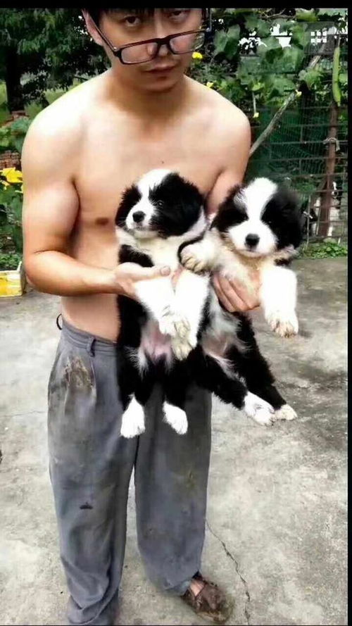 男神怎么养宠物猫