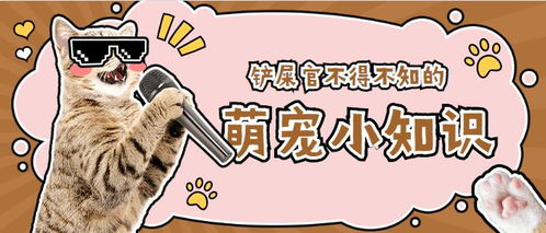 怎么捡漏宠物猫
