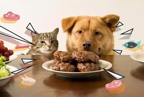 怎么给宠物狗买猫粮吃啊