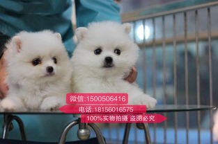 我有一只宠物狗怎么出售