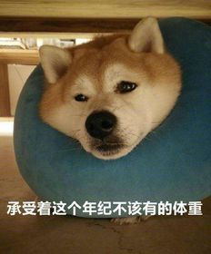 宠物狗二哈吃饭怎么喂好
