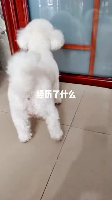 宠物狗吃辣椒了怎么办